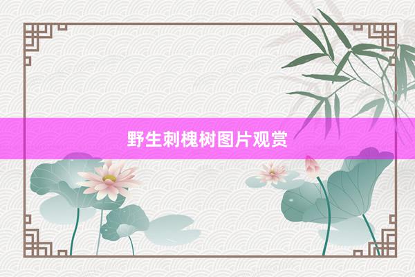 野生刺槐树图片观赏